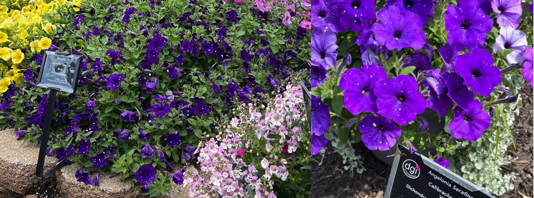 Two different petunia species.
